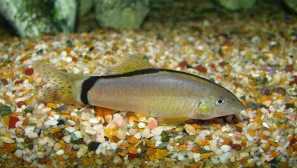 Битка: видове, съдържание, съвместимост, размножаване, снимка, видео, хранене